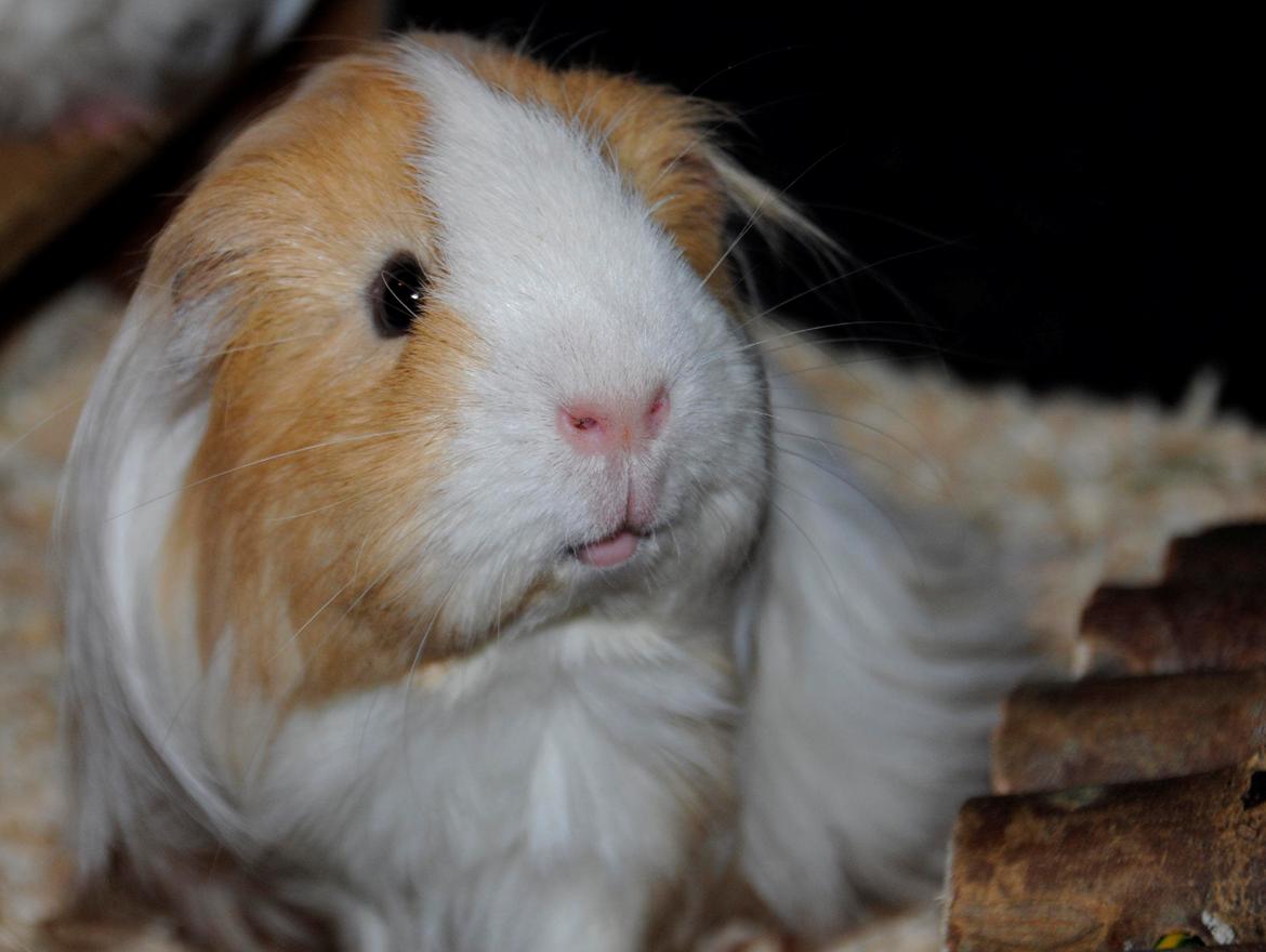 Marsvin Eskild billede 14