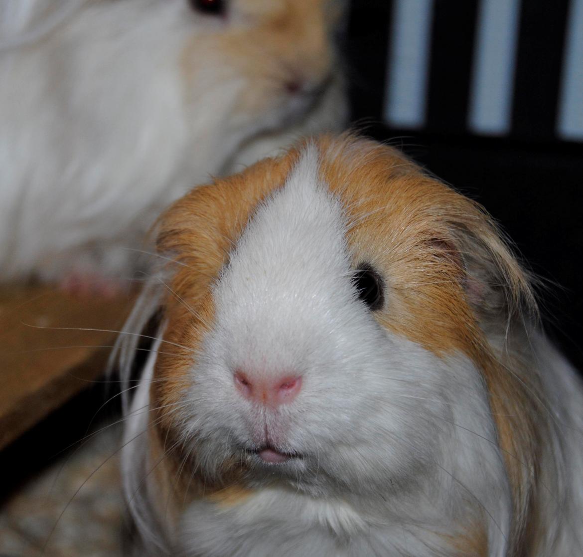 Marsvin Eskild billede 37