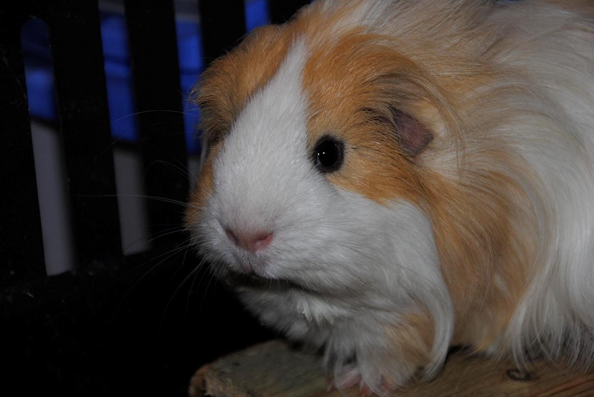 Marsvin Eskild billede 38