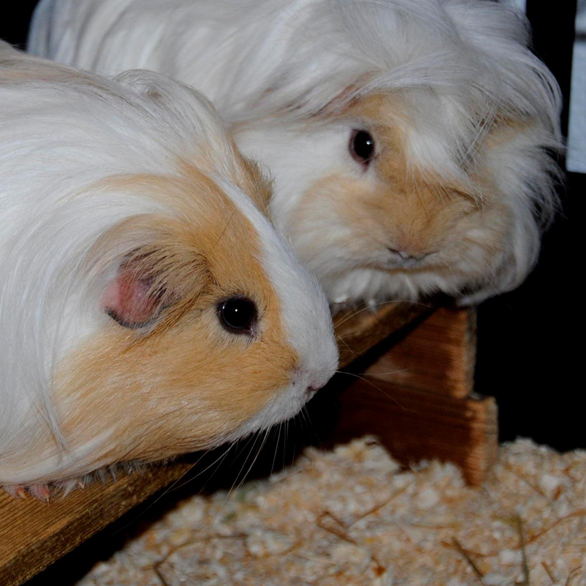 Marsvin Eskild billede 39