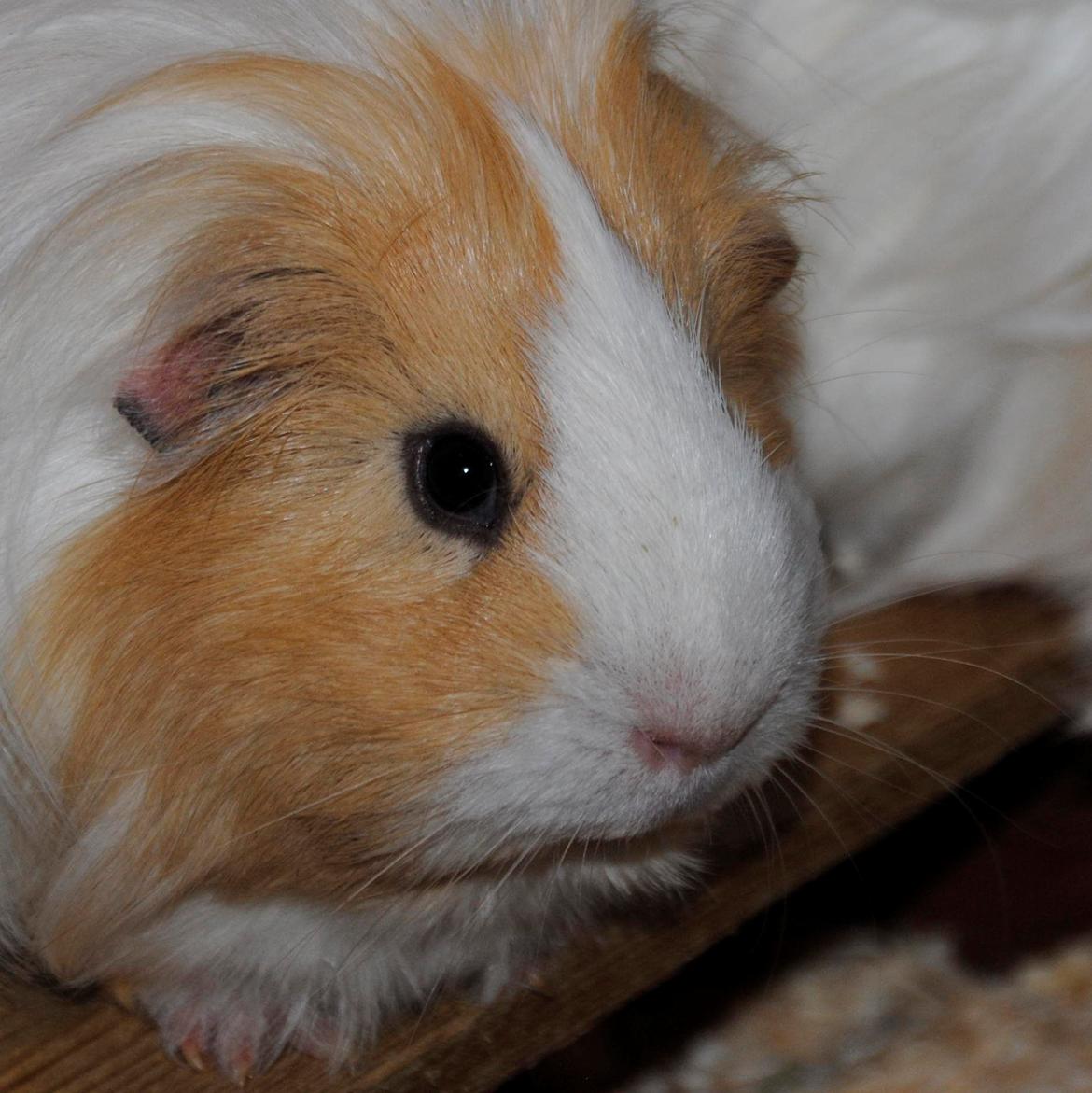 Marsvin Eskild billede 40