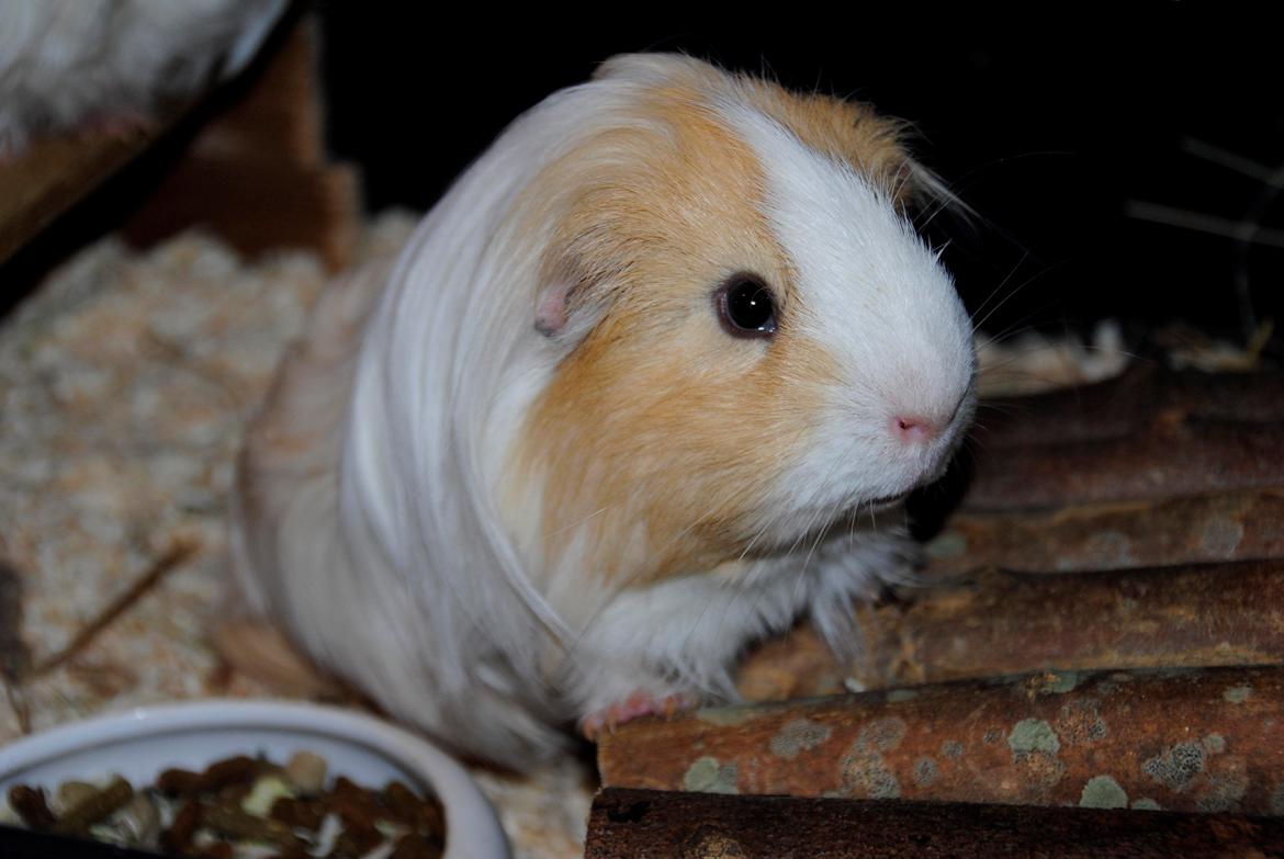 Marsvin Eskild billede 36