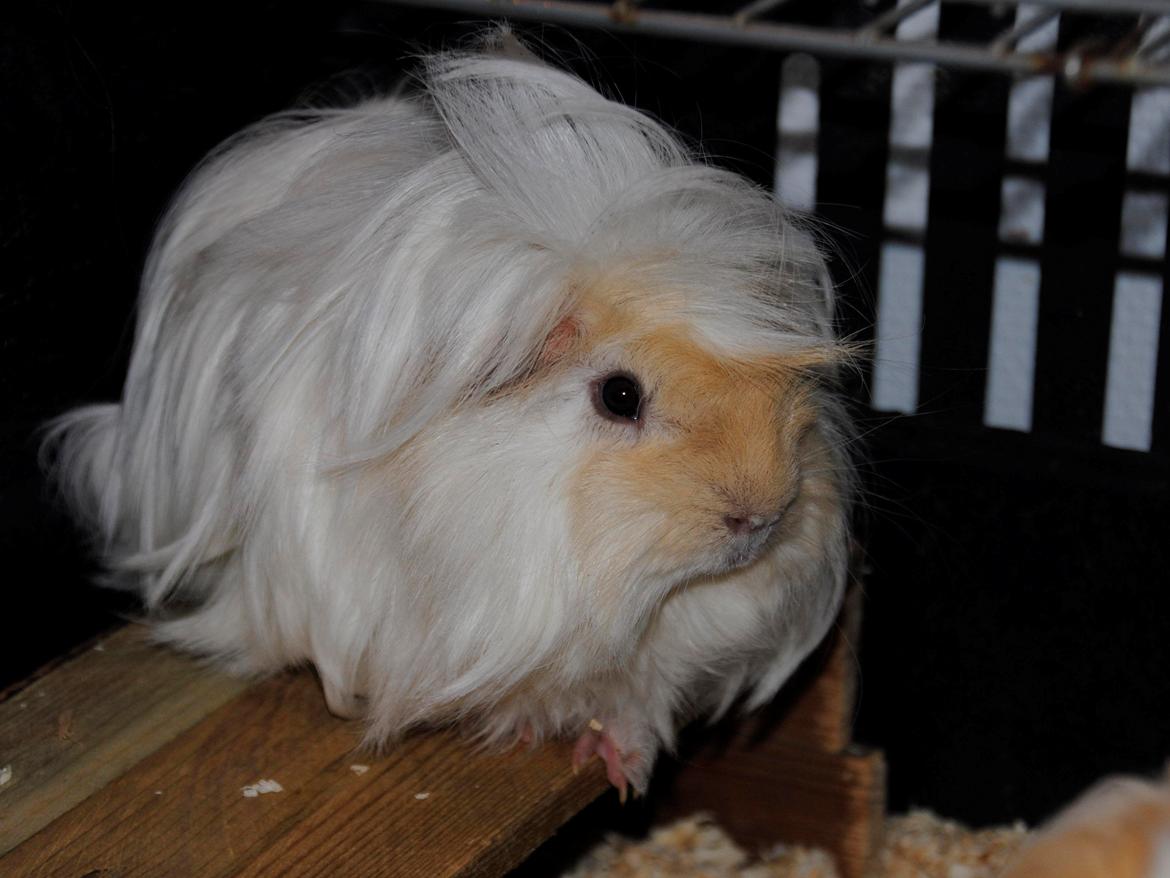 Marsvin Pelle billede 24