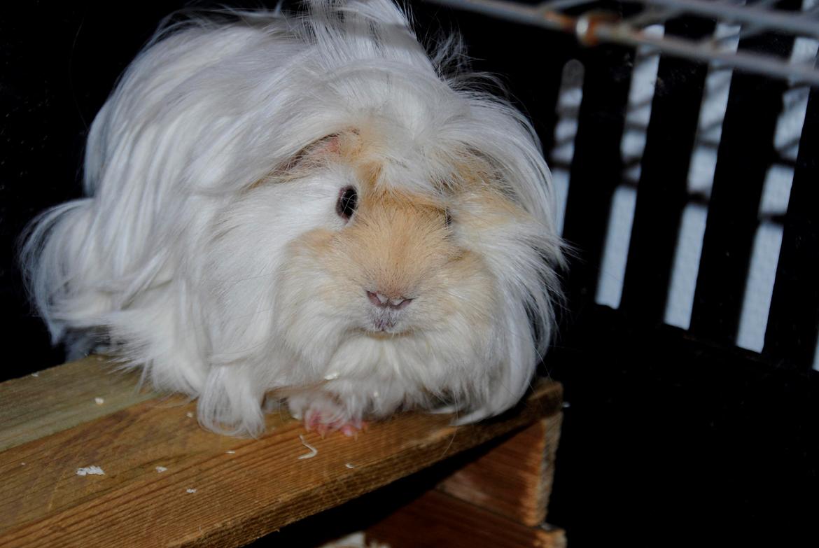 Marsvin Pelle billede 26