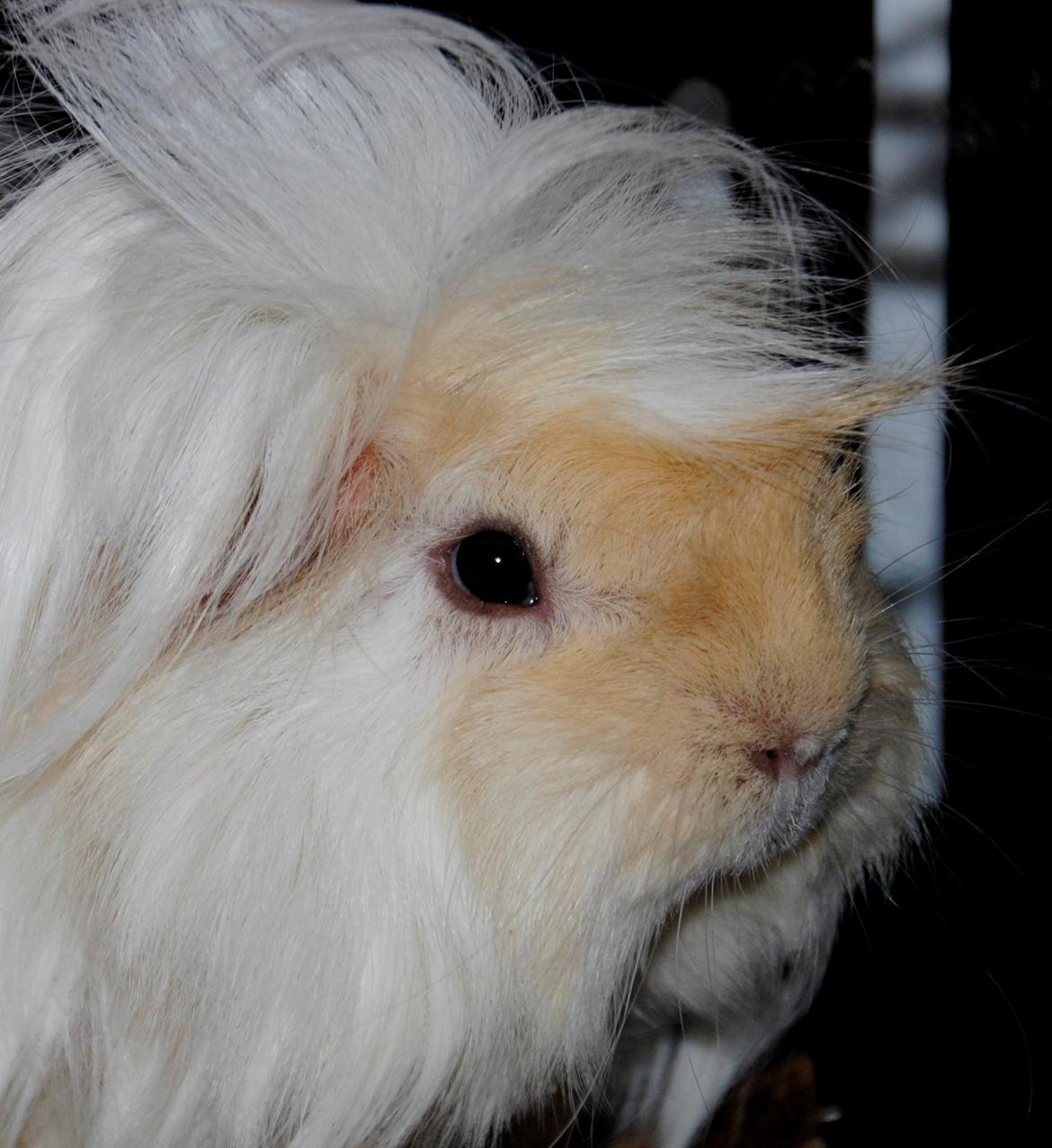 Marsvin Pelle billede 2