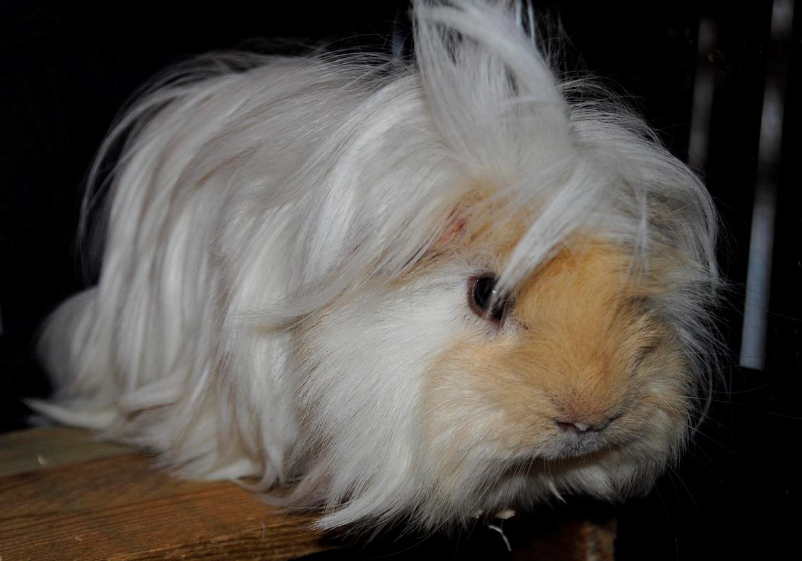 Marsvin Pelle billede 28