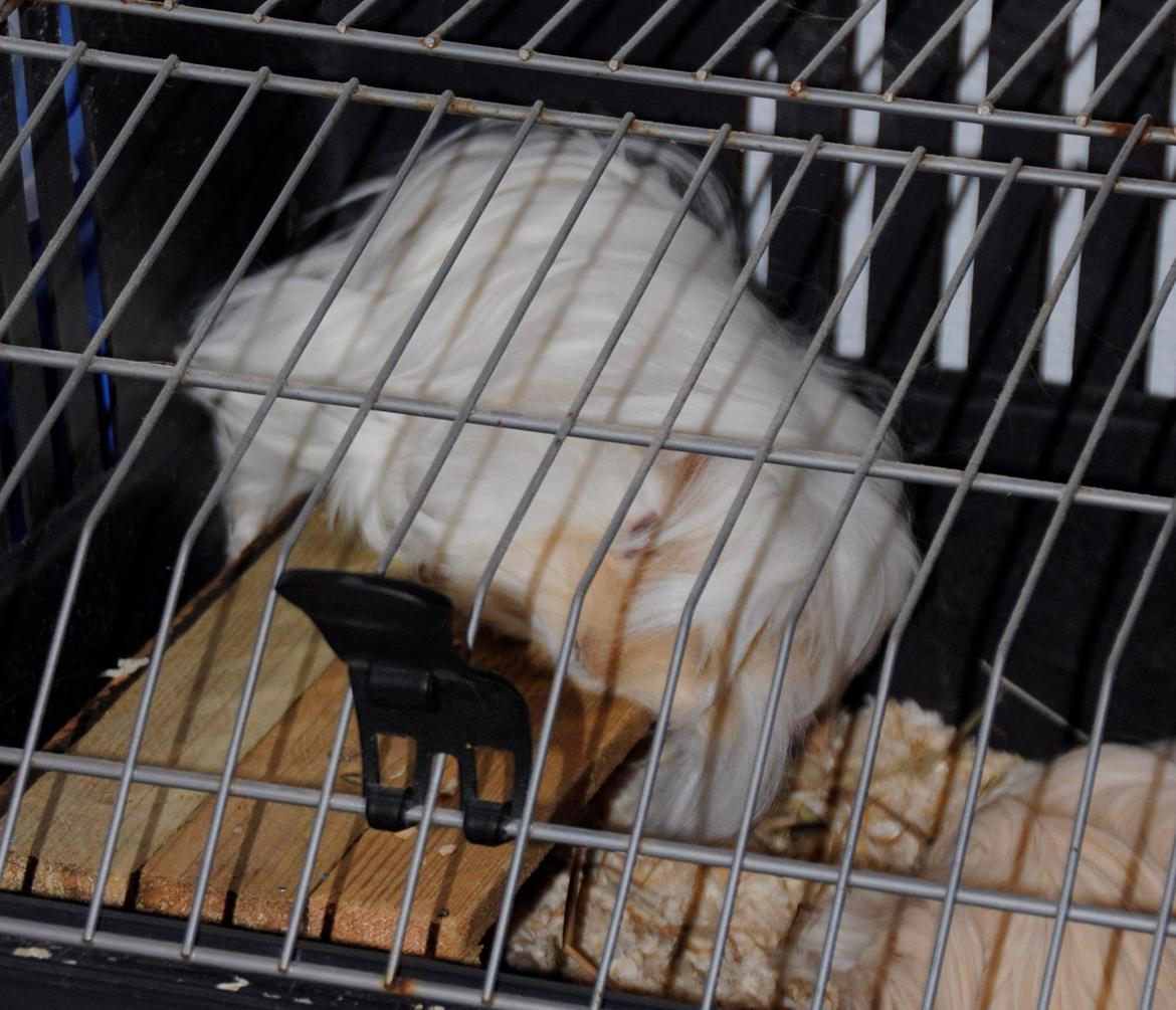 Marsvin Pelle - Så gik Pelle kold oven på huset, som forresten er hans fortruktne sted at ligge iih <3 billede 29