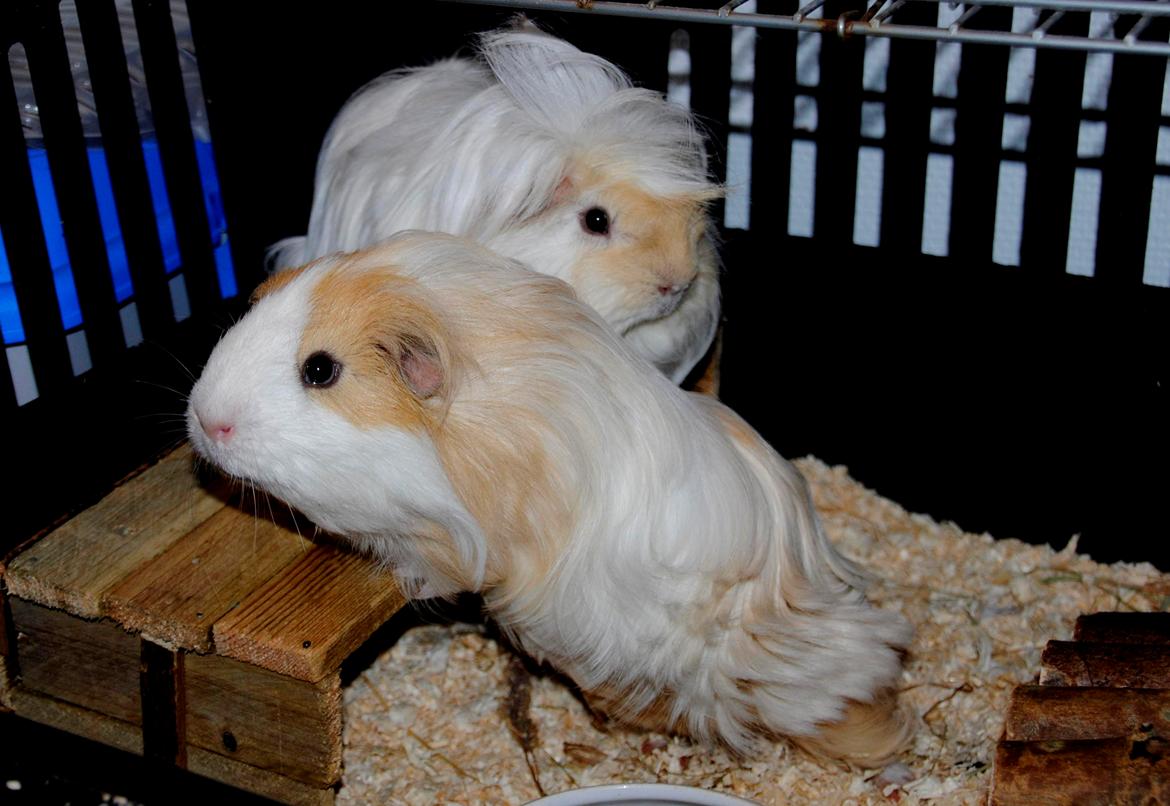 Marsvin Pelle billede 25