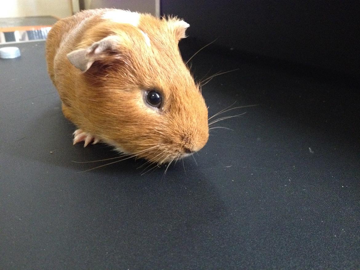 Marsvin Gizmo billede 3