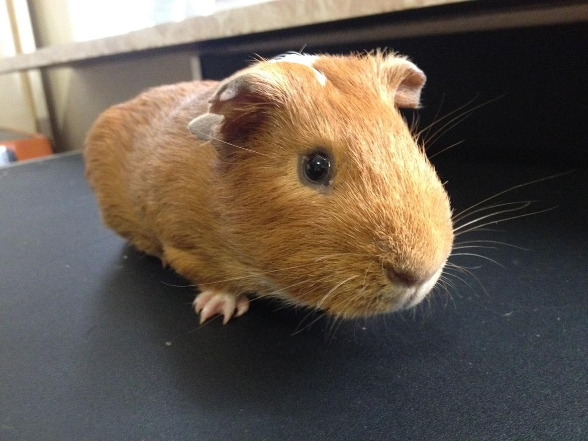 Marsvin Gizmo billede 5