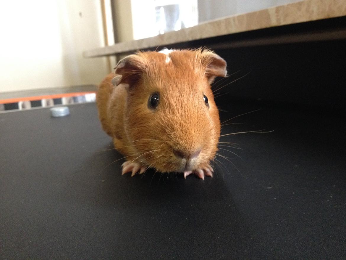 Marsvin Gizmo billede 4