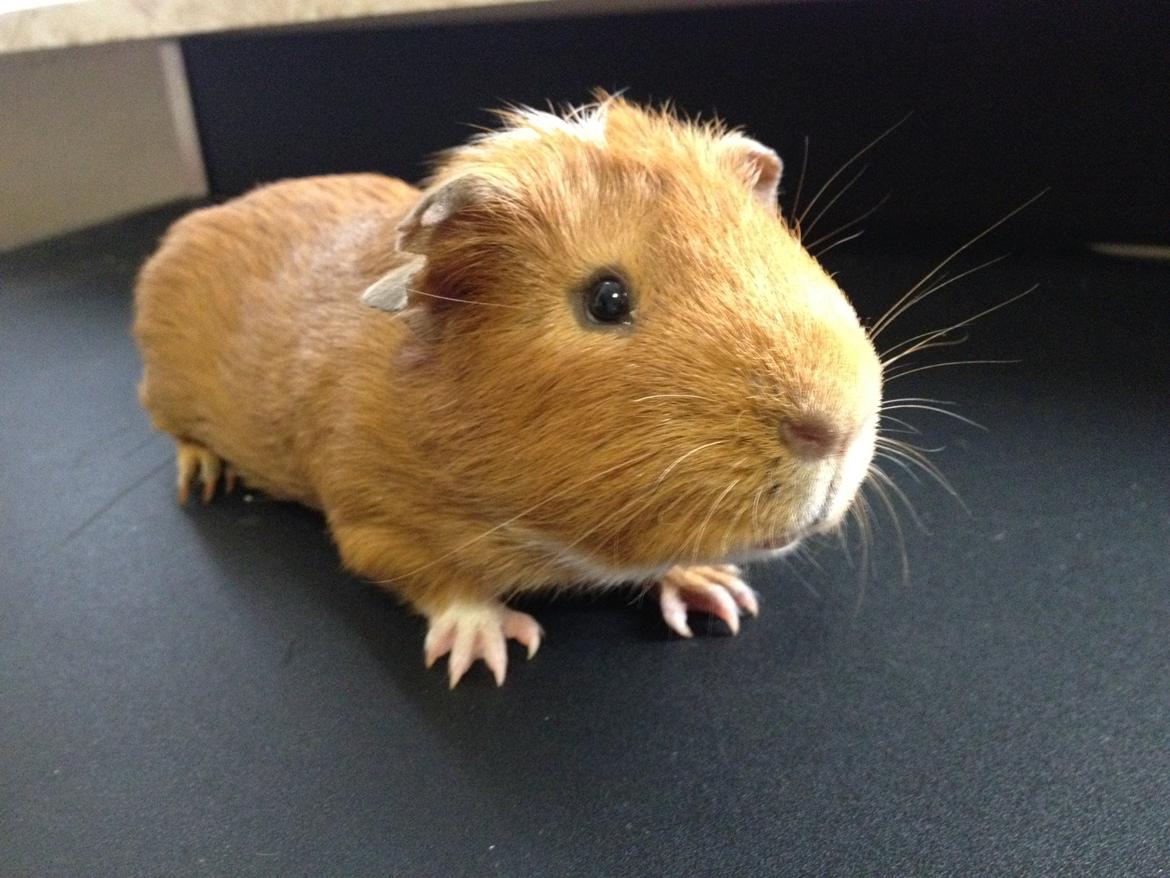 Marsvin Gizmo billede 7