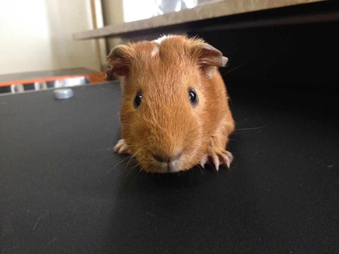 Marsvin Gizmo billede 6