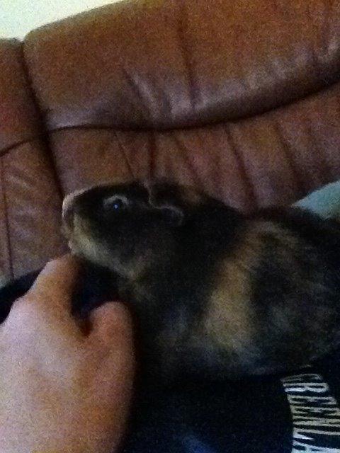 Marsvin ¦ Hannibal - Hanni har et eller andet med at elske at blive nusset under hagen :) billede 5