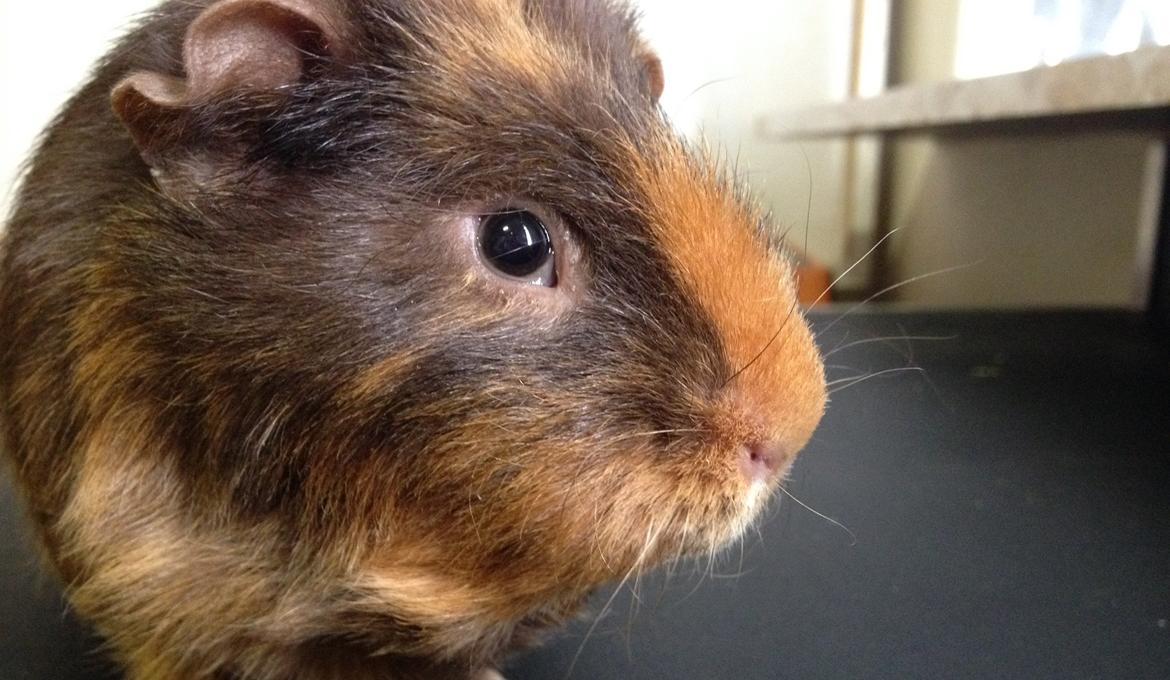 Marsvin ¦ Hannibal billede 6