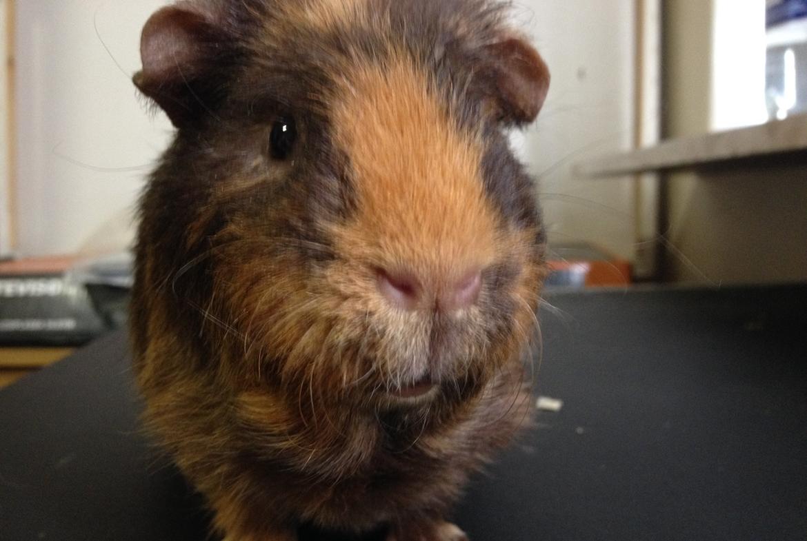 Marsvin ¦ Hannibal billede 8