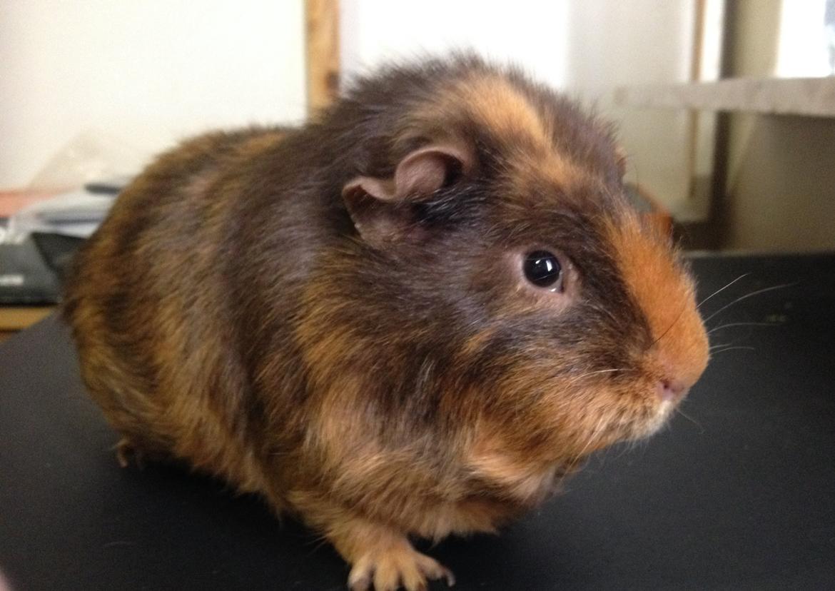 Marsvin ¦ Hannibal billede 9