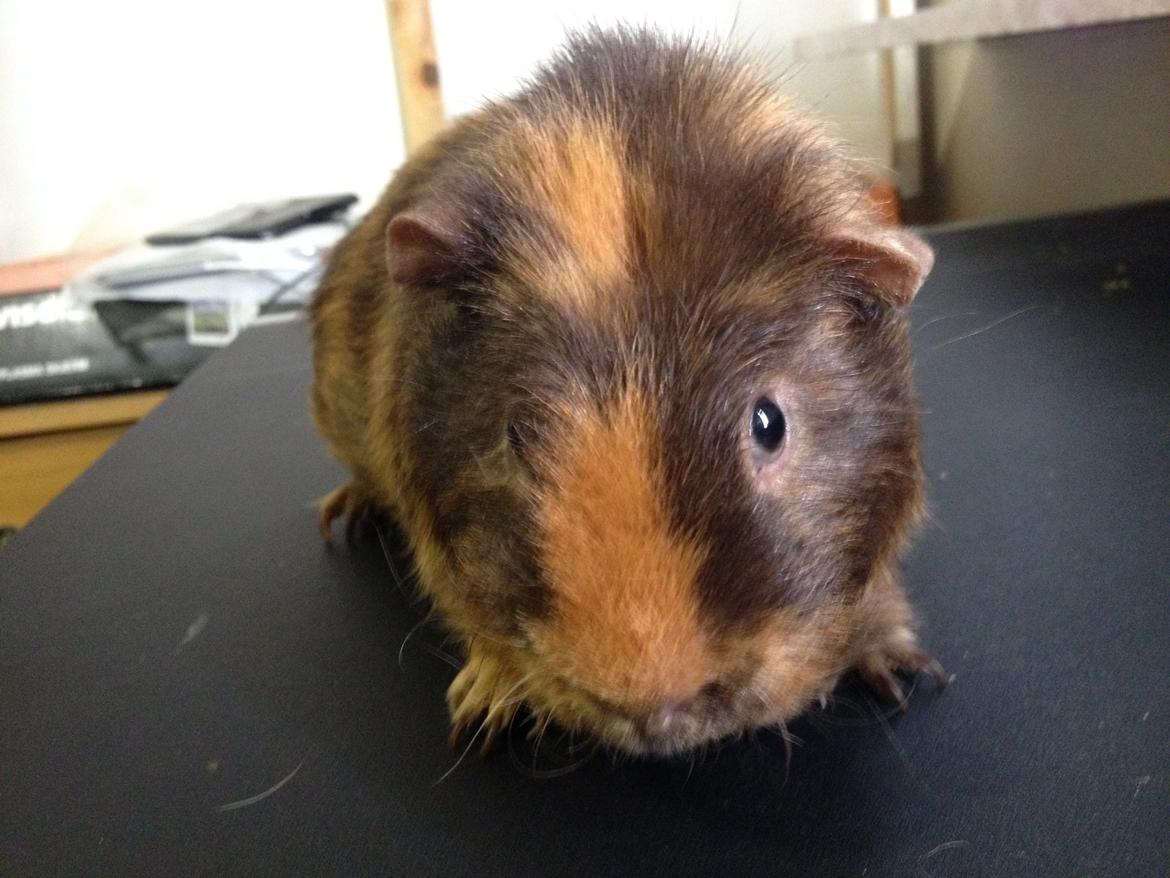 Marsvin ¦ Hannibal billede 10