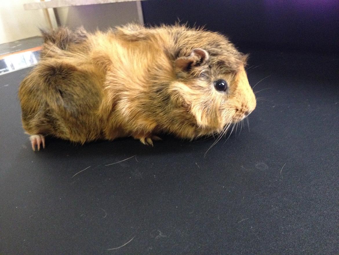 Marsvin Viktor billede 2