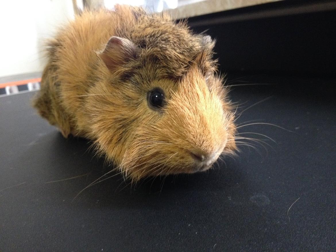 Marsvin Viktor billede 3