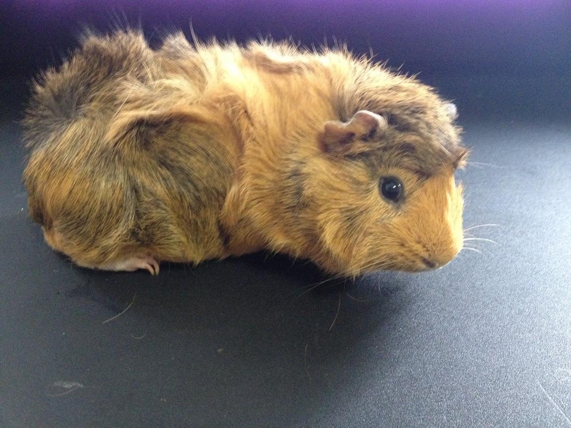 Marsvin Viktor billede 4