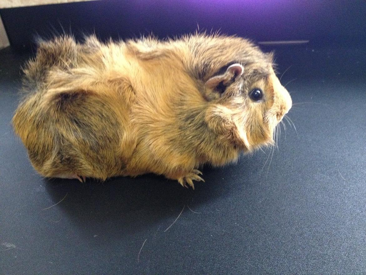 Marsvin Viktor billede 5