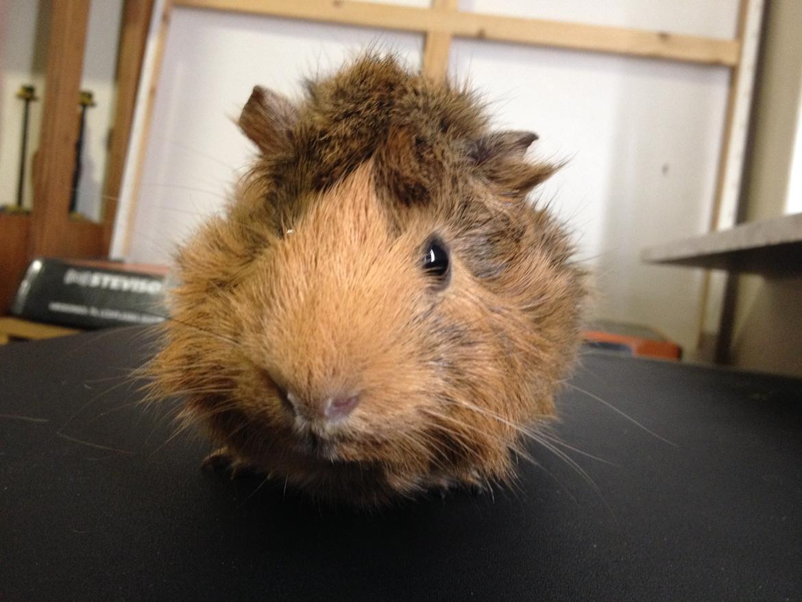 Marsvin Viktor billede 7