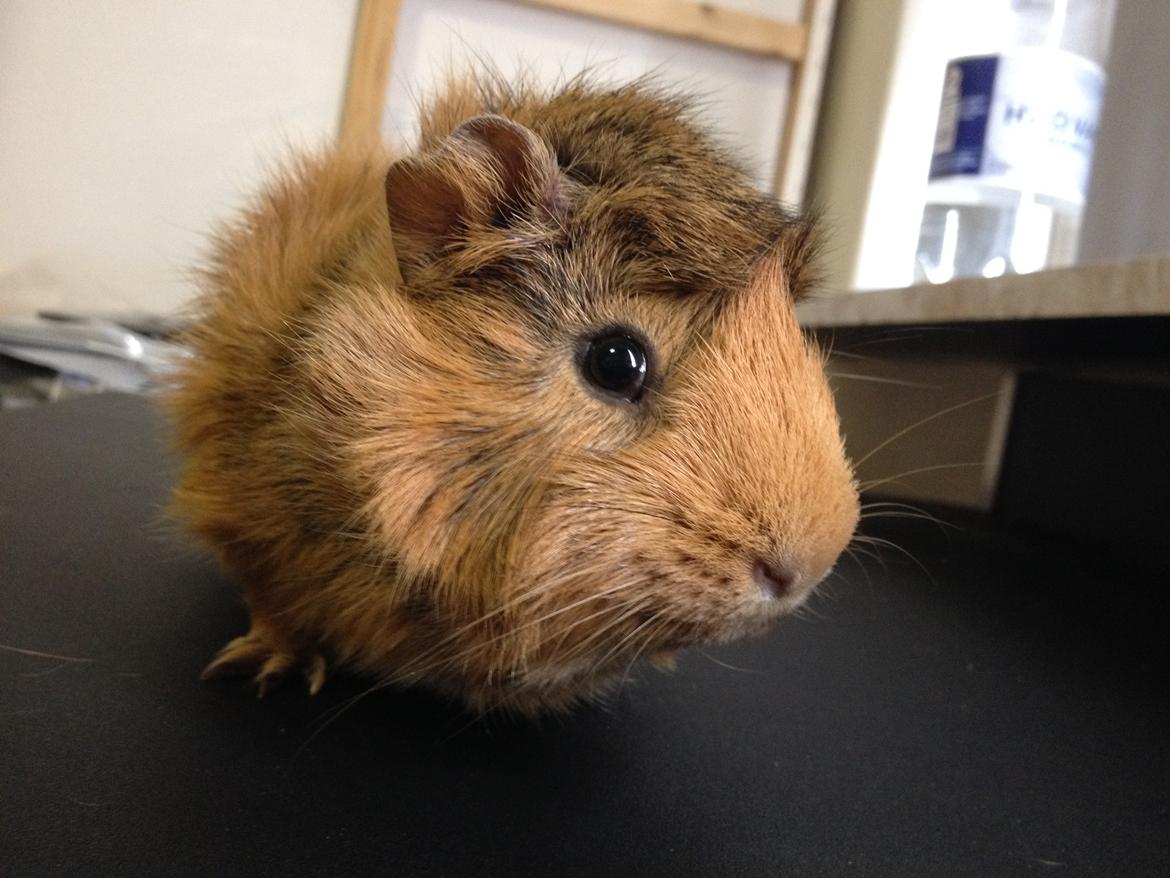 Marsvin Viktor billede 8