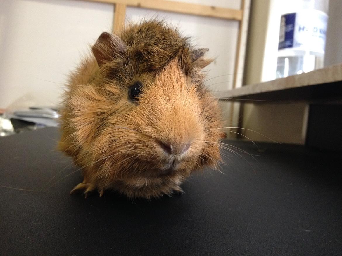 Marsvin Viktor billede 6