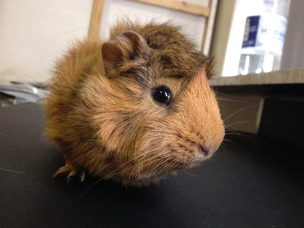 Marsvin Viktor billede 9