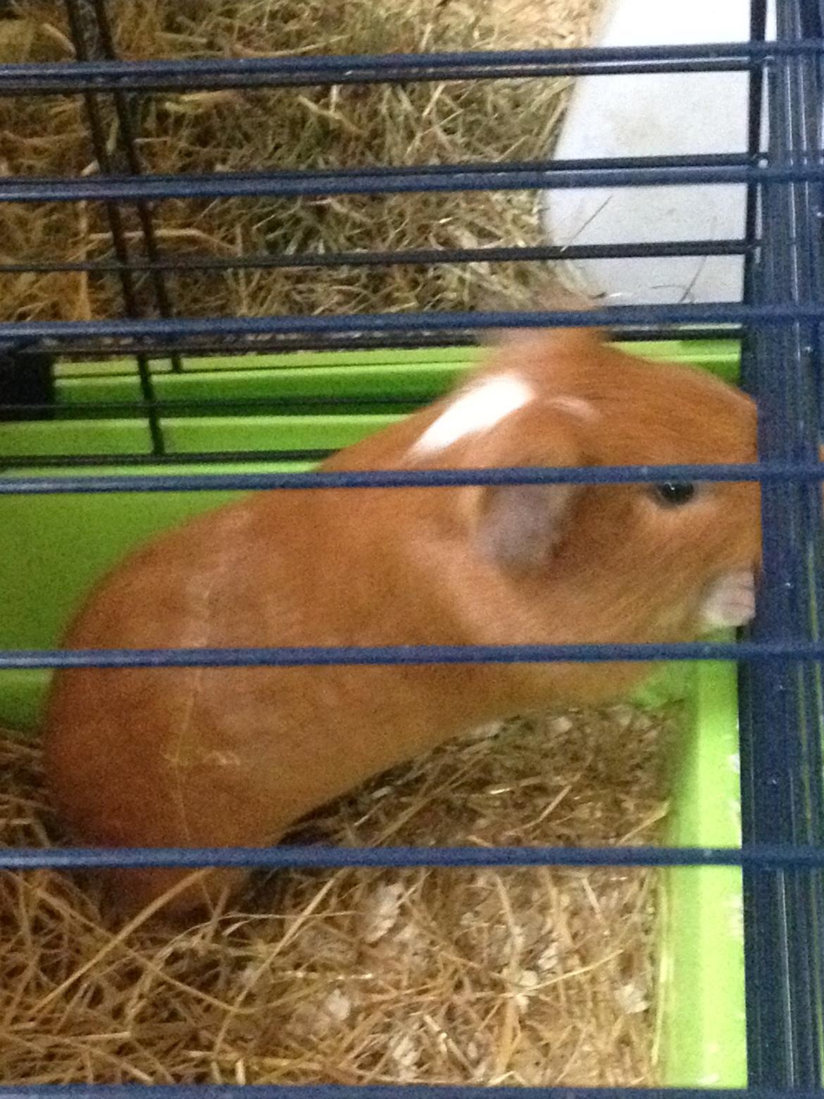 Marsvin Gizmo billede 8