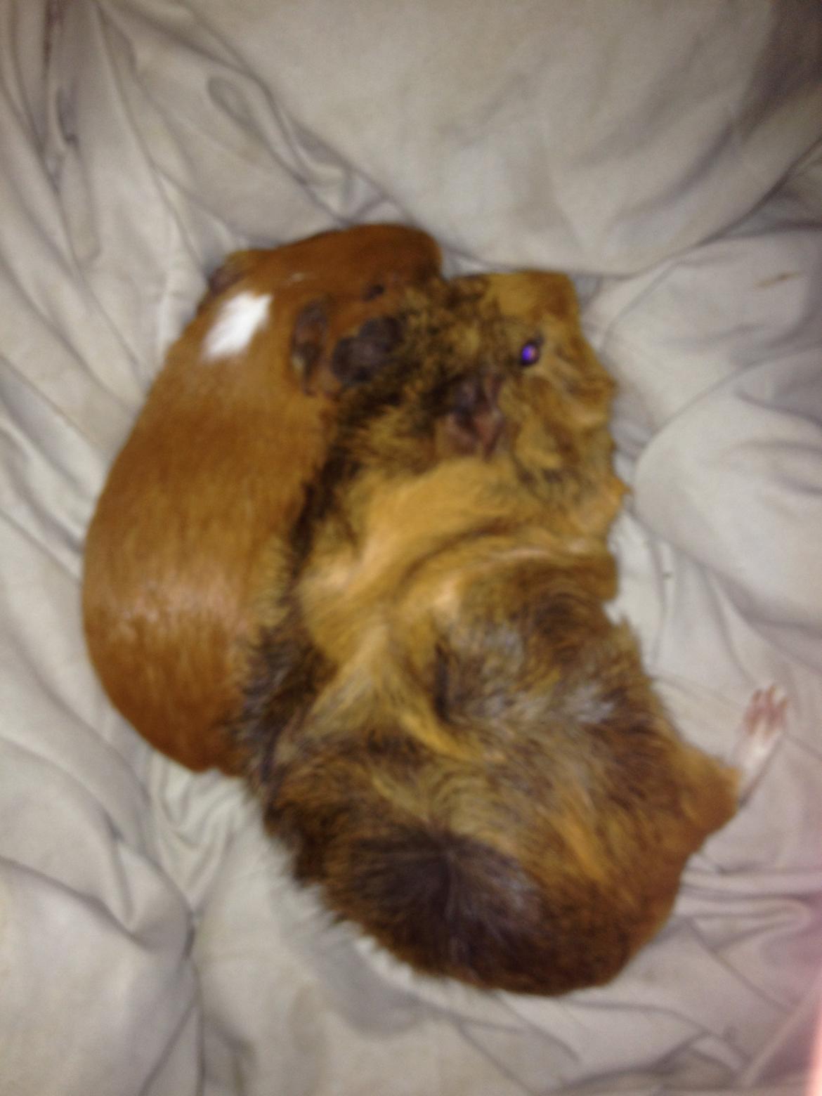 Marsvin Gizmo billede 9