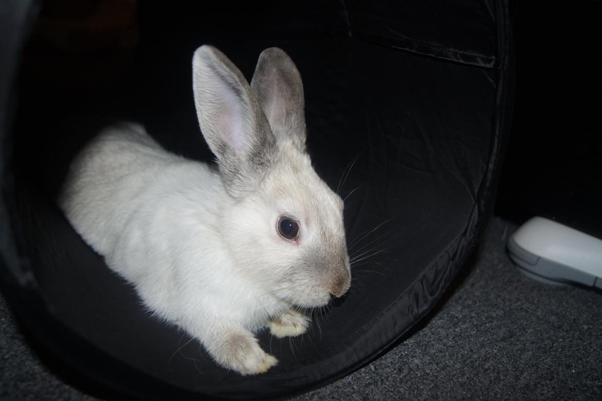 Kanin Bisse billede 1