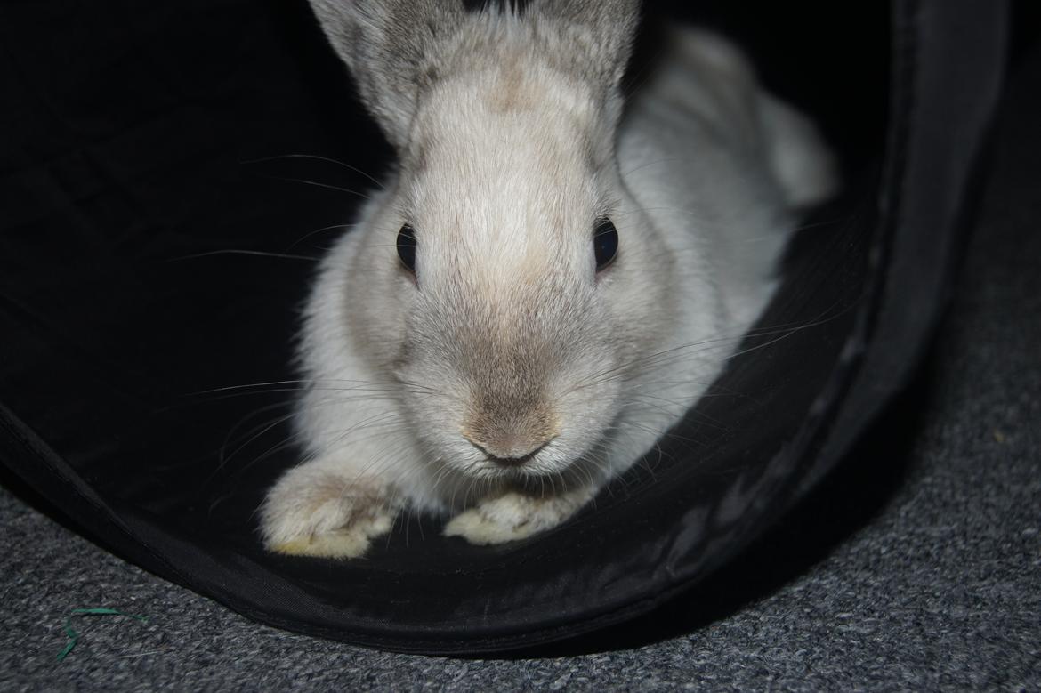 Kanin Bisse billede 3