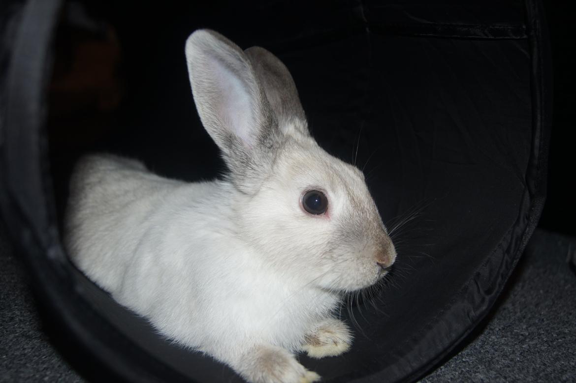 Kanin Bisse billede 4