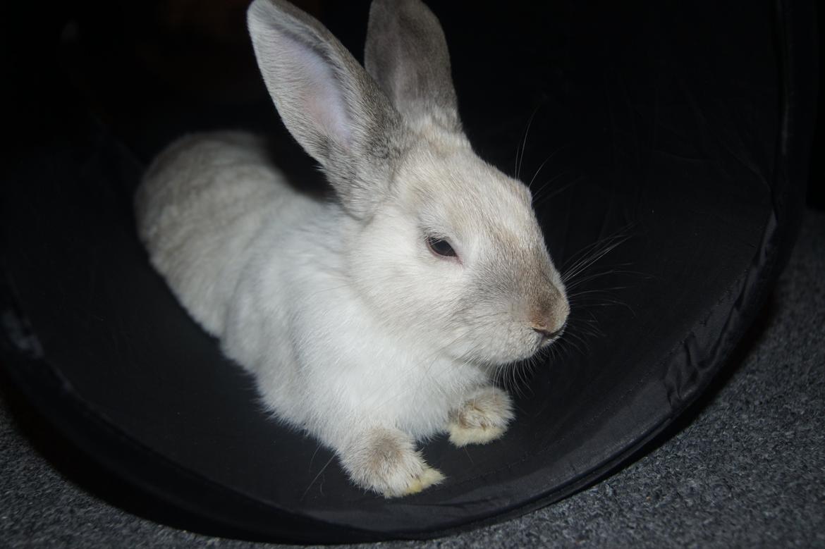 Kanin Bisse billede 5
