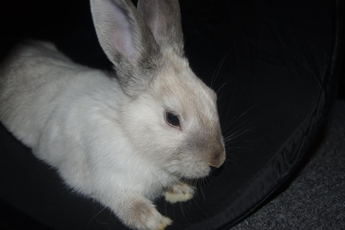 Kanin Bisse billede 2