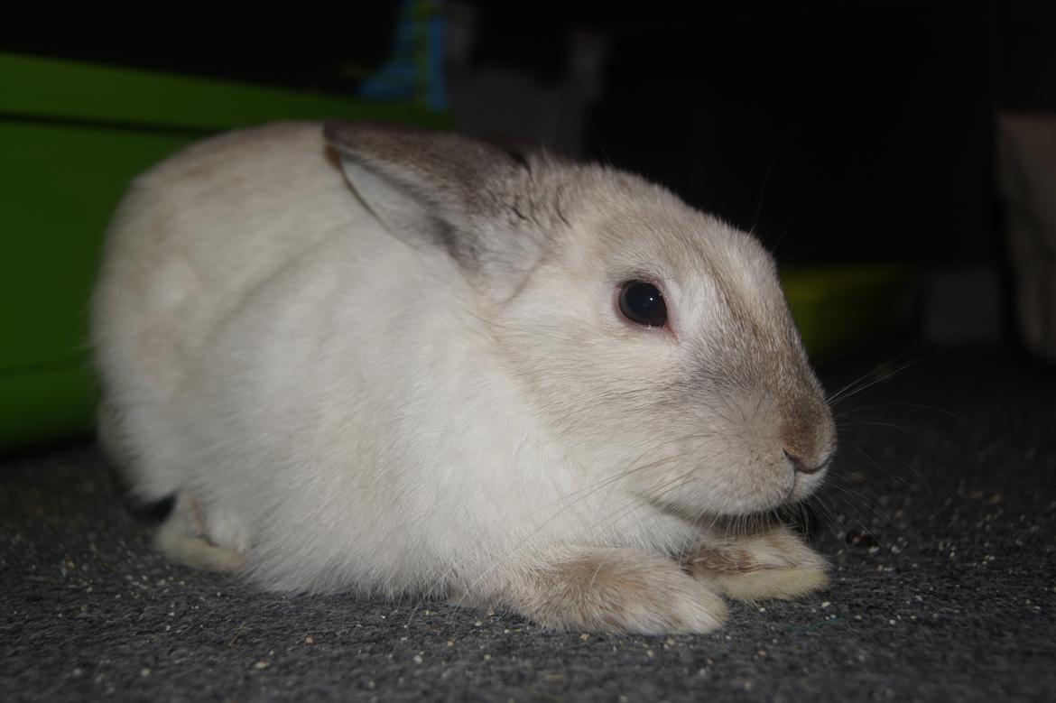 Kanin Bisse billede 8