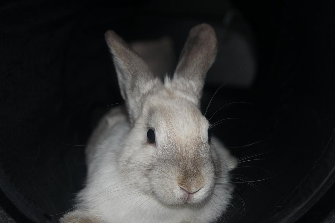 Kanin Bisse billede 6