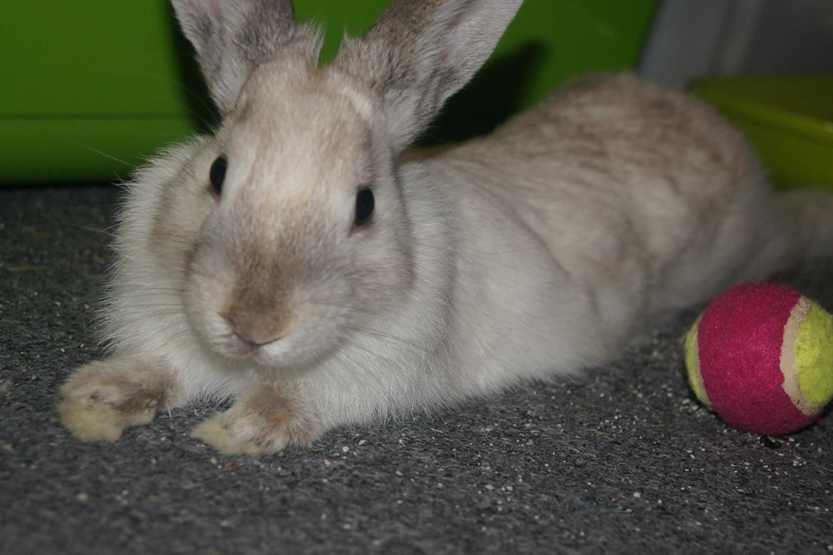 Kanin Bisse billede 11