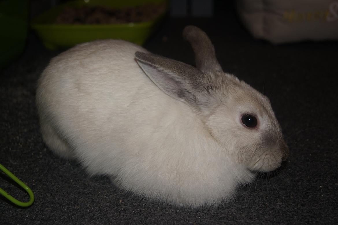 Kanin Bisse billede 13