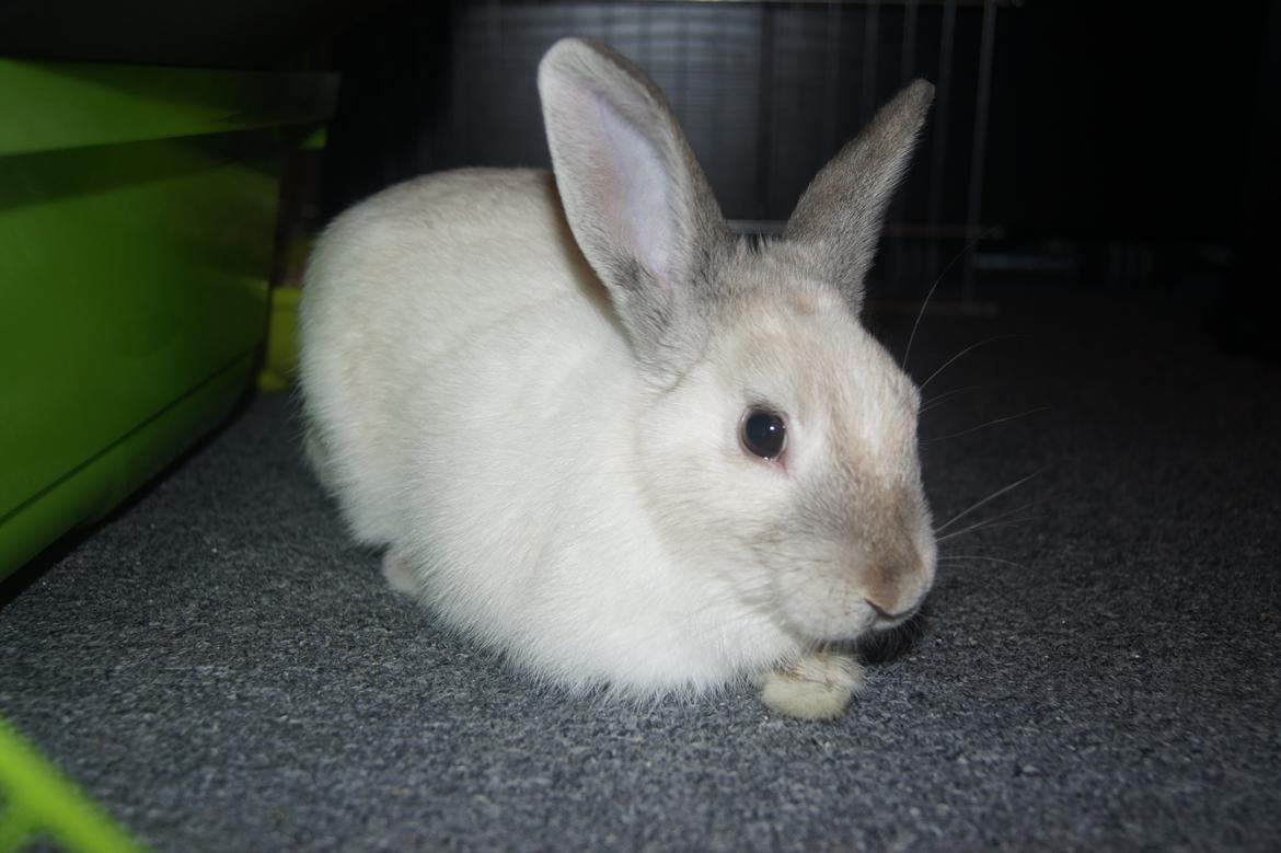 Kanin Bisse billede 16