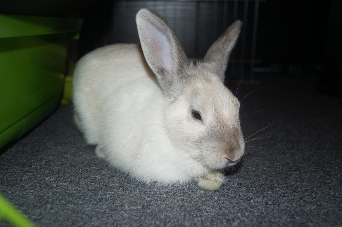 Kanin Bisse billede 17