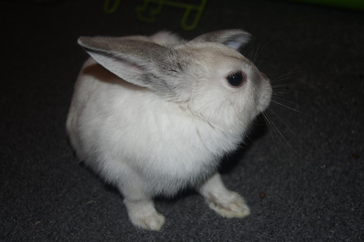 Kanin Bisse billede 14
