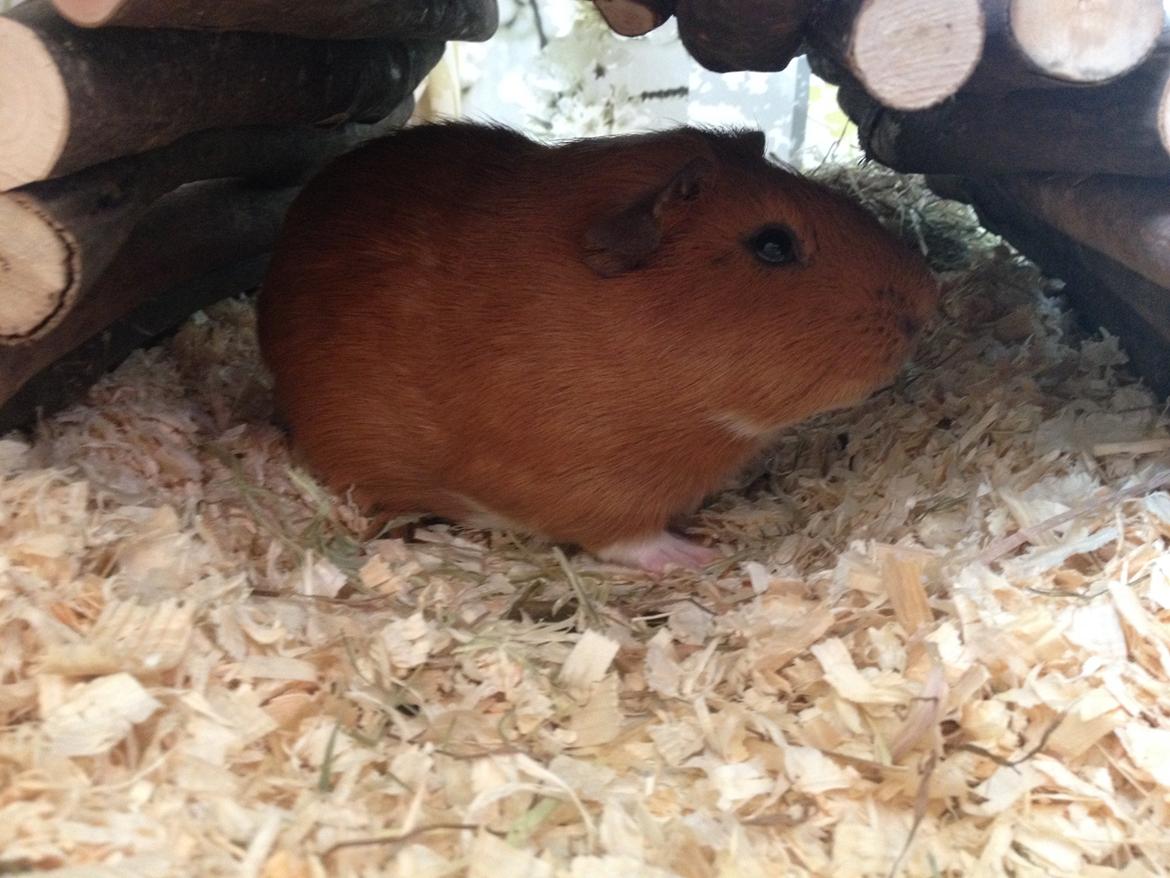 Marsvin Gizmo billede 1