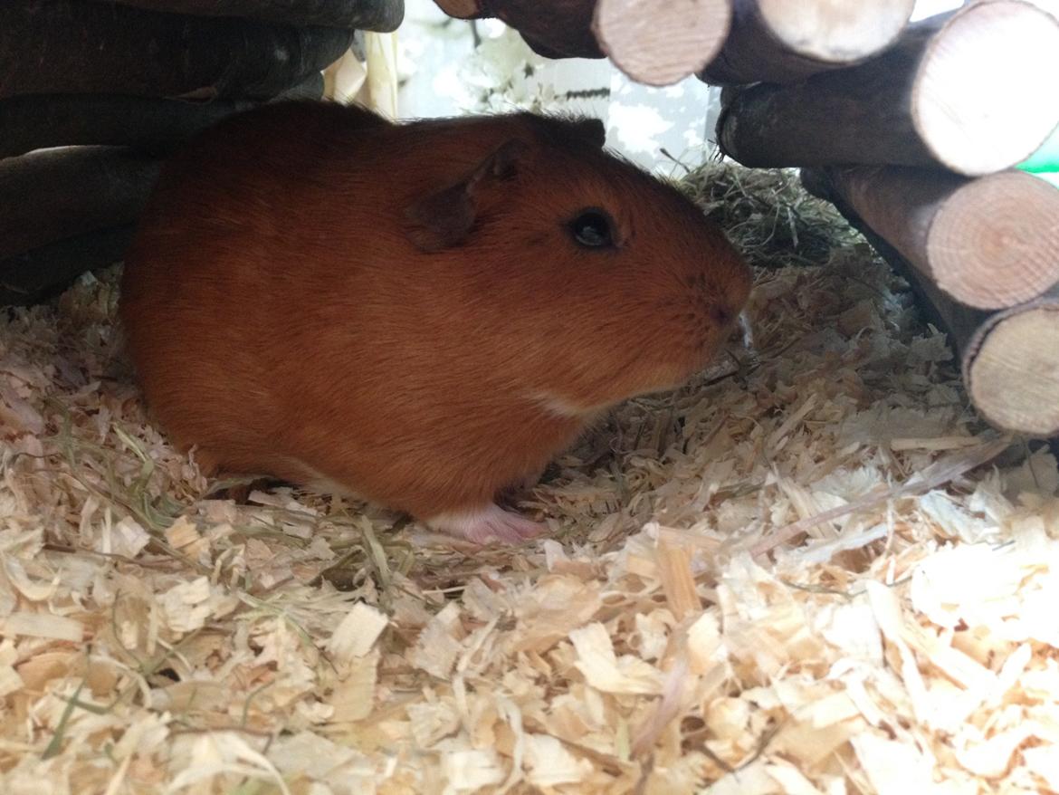 Marsvin Gizmo billede 12