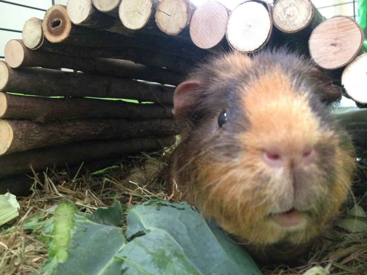 Marsvin ¦ Hannibal billede 1