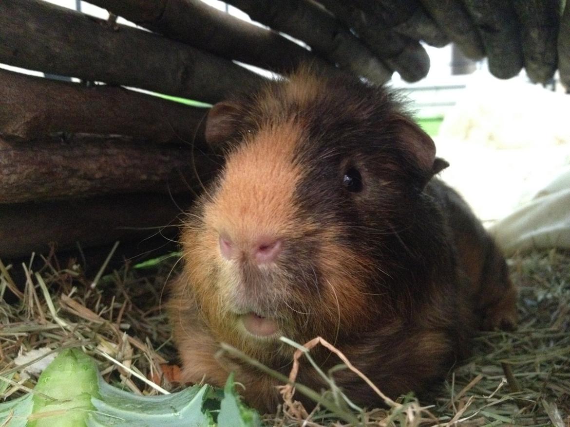 Marsvin ¦ Hannibal billede 7