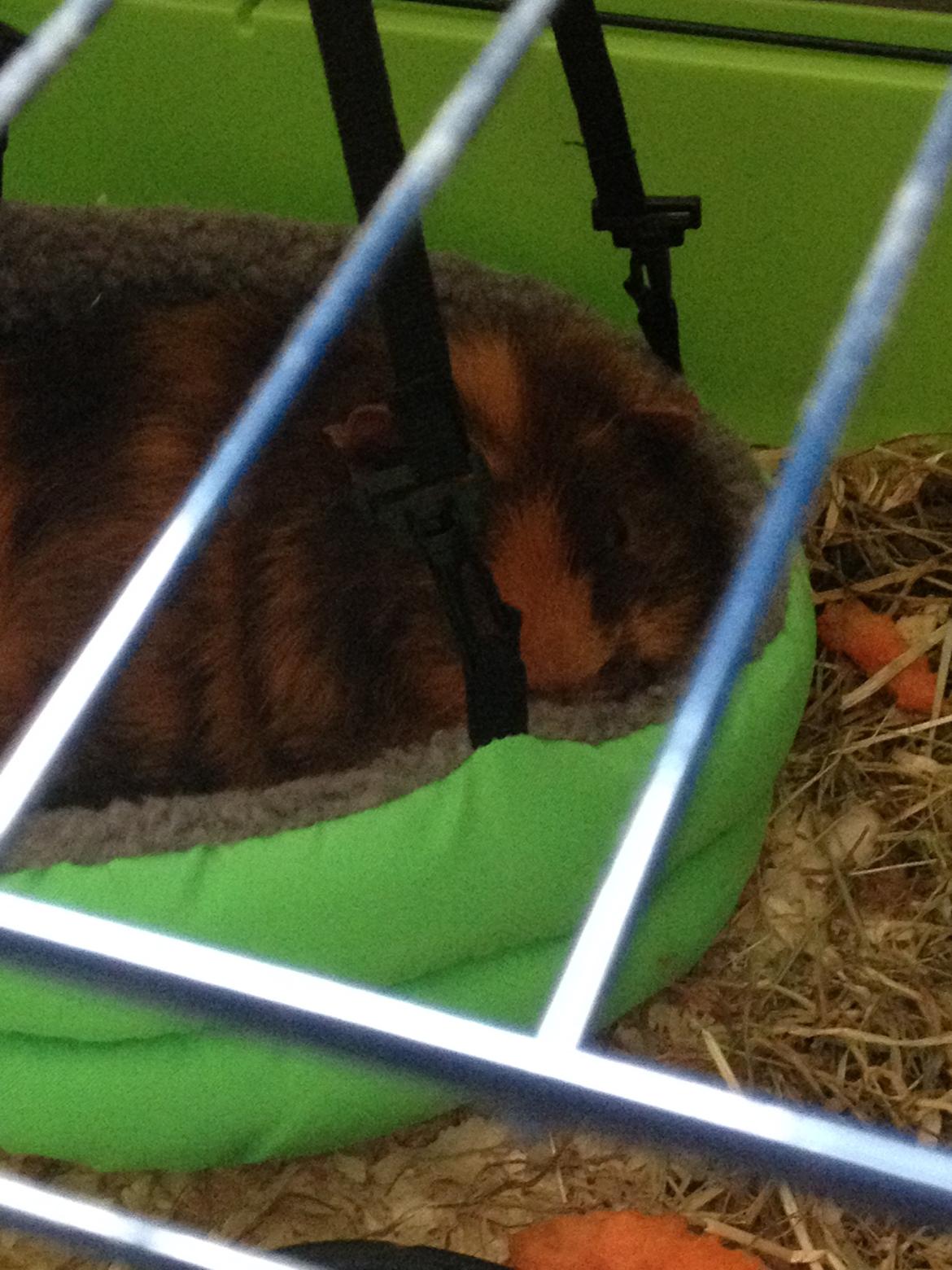 Marsvin ¦ Hannibal - Sådan en soveplads her er skabt til hanni... ;) billede 2