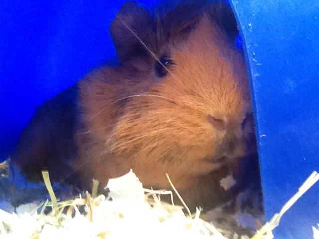 Marsvin Viktor billede 10